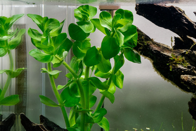 Healthy Bacopa Amplexicaulis aquatic plant with green, trailing stems and small leaves, ideal for freshwater aquarium decoration.