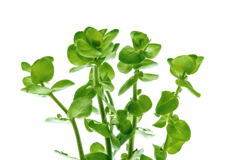 Healthy Bacopa Amplexicaulis aquatic plant from ACW with green, leafy stems suitable for freshwater aquariums.