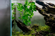 Aquatic Bacopa Amplexicaulis plant with green stems and small leaves, suitable for freshwater aquariums, by ACW.