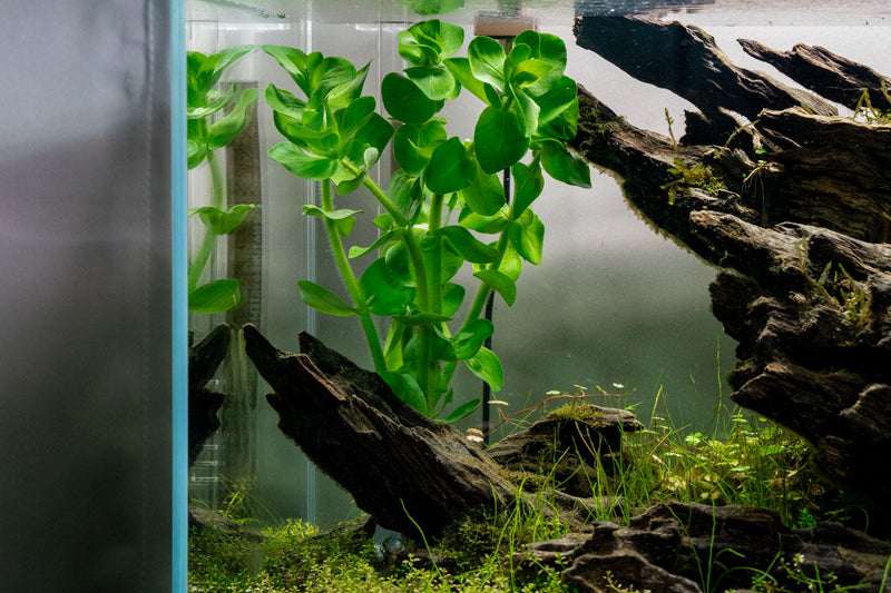 Aquatic Bacopa Amplexicaulis plant with green stems and small leaves, suitable for freshwater aquariums, by ACW.