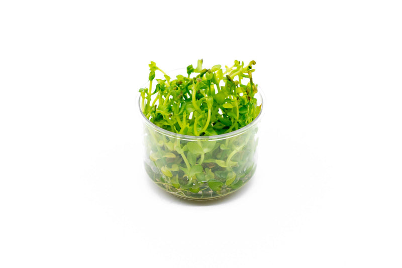 Bacopa Amplexicaulis UNS Tissue Culture Aquatic Plant - Buce Plant