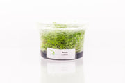 Bacopa Australis Aquatic Farmer Tissue Culture Aquatic Plant - Buce Plant