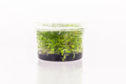 Bacopa Australis Aquatic Farmer Tissue Culture Aquatic Plant - Buce Plant