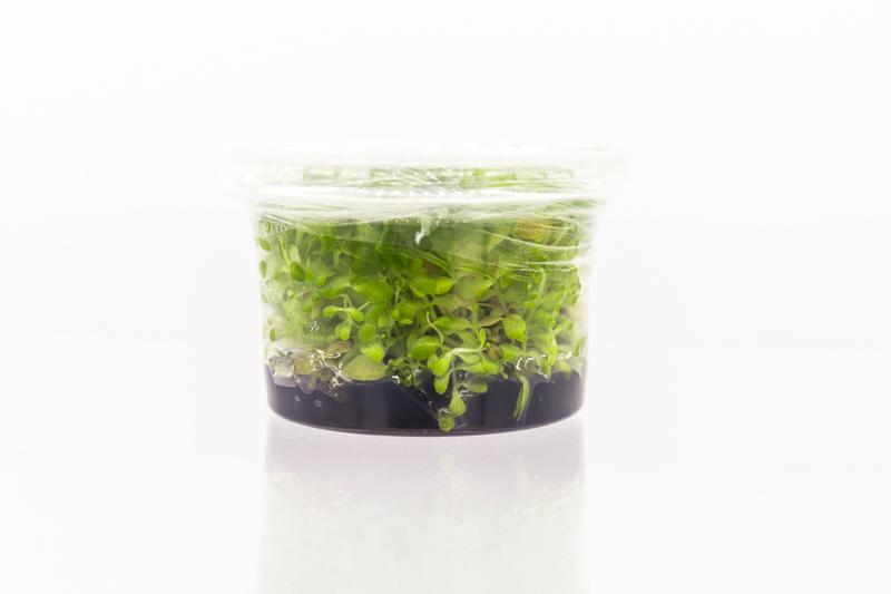 Bacopa Australis Aquatic Farmer Tissue Culture Aquatic Plant - Buce Plant