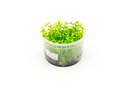 Bacopa Australis Aquatic Farmer Tissue Culture Aquatic Plant - Buce Plant
