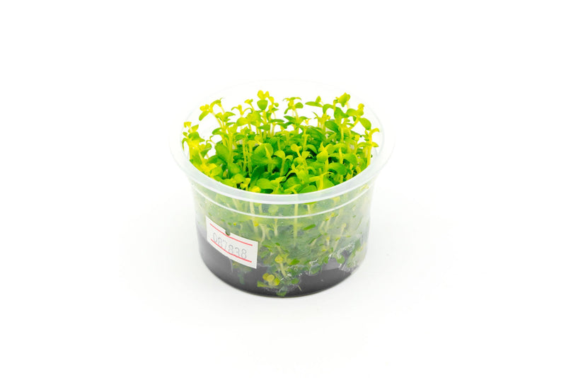 Bacopa Australis Aquatic Farmer Tissue Culture Aquatic Plant - Buce Plant