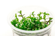 Bacopa Caroliniana Aquatic Farmer Tissue Culture Aquatic Plant - Buce Plant