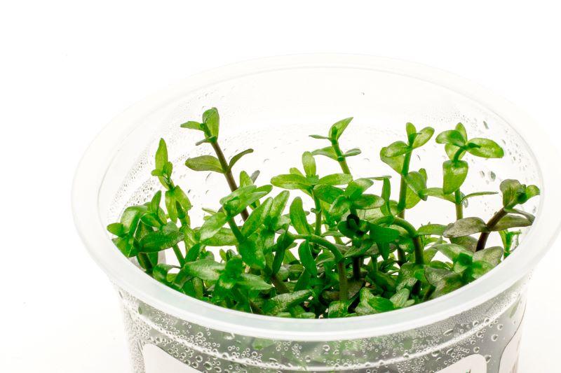 Bacopa Caroliniana Aquatic Farmer Tissue Culture Aquatic Plant - Buce Plant