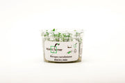 Bacopa Caroliniana Aquatic Farmer Tissue Culture Aquatic Plant - Buce Plant