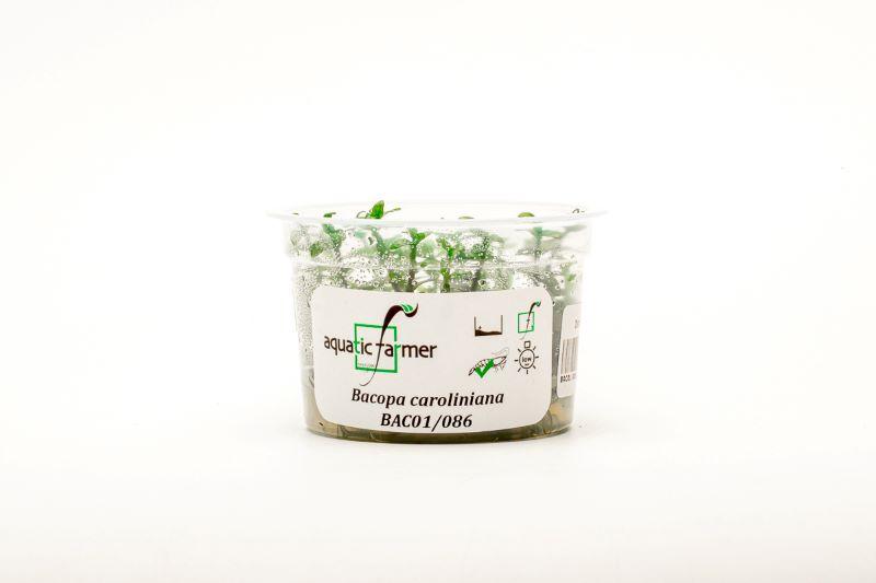 Bacopa Caroliniana Aquatic Farmer Tissue Culture Aquatic Plant - Buce Plant