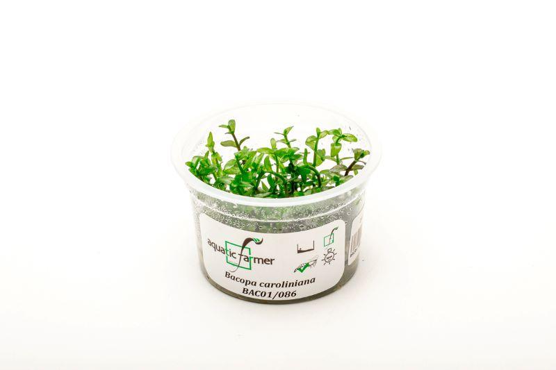 Bacopa Caroliniana Aquatic Farmer Tissue Culture Aquatic Plant - Buce Plant