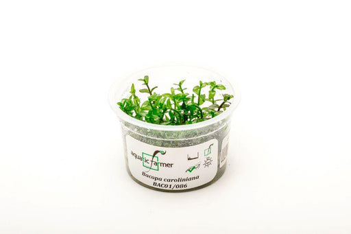 Bacopa Caroliniana Aquatic Farmer Tissue Culture
