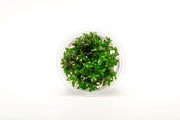 Bacopa Caroliniana Aquatic Farmer Tissue Culture Aquatic Plant - Buce Plant