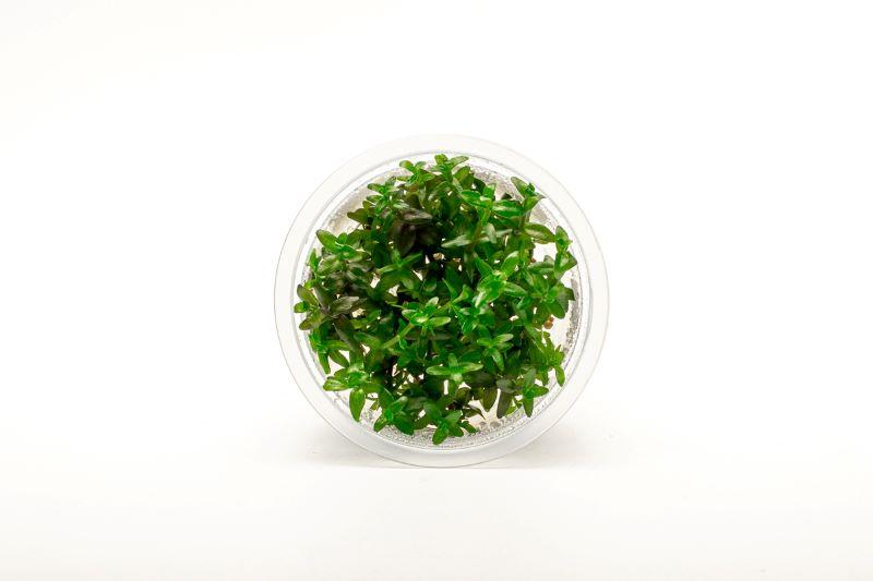 Bacopa Caroliniana Aquatic Farmer Tissue Culture Aquatic Plant - Buce Plant