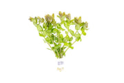 Red Bacopa Caroliniana aquatic plant from ACW, showing lush, vibrant red-green foliage suitable for freshwater aquariums.