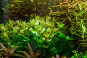 Red Bacopa Caroliniana aquatic plant by ACW with vibrant red stems and green leaves, ideal for freshwater aquariums.