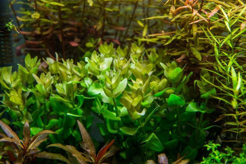 Red Bacopa Caroliniana aquatic plant by ACW with vibrant red stems and green leaves, ideal for freshwater aquariums.