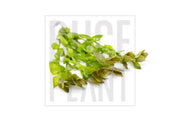Red Bacopa Caroliniana aquatic plant from ACW with vibrant red stems and green leaves, ideal for freshwater aquariums.