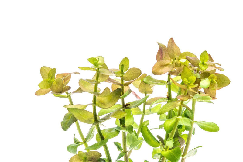 Red Bacopa Caroliniana aquatic plant from ACW showing vibrant red stems and green leaves, ideal for freshwater aquariums.