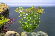 Red Bacopa Caroliniana aquatic plant from ACW with vibrant red stems and green leaves, ideal for freshwater aquariums.