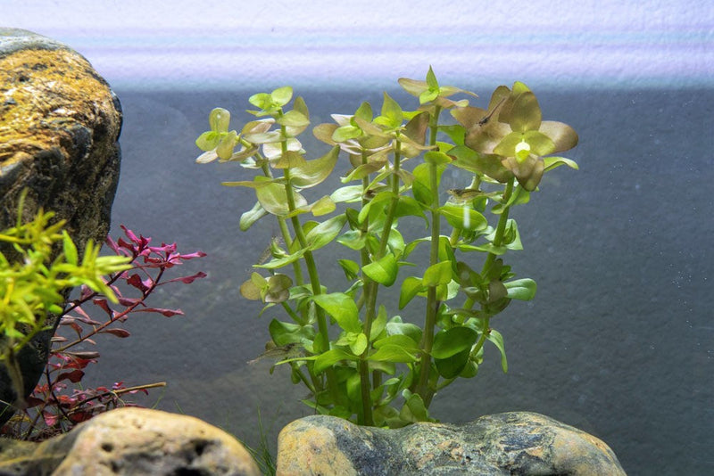 Red Bacopa Caroliniana aquatic plant from ACW with vibrant red stems and green leaves, ideal for freshwater aquariums.