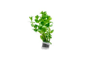 Red Bacopa Caroliniana aquatic plant from ACW with vibrant red stems and green leaves in a freshwater aquarium setting.
