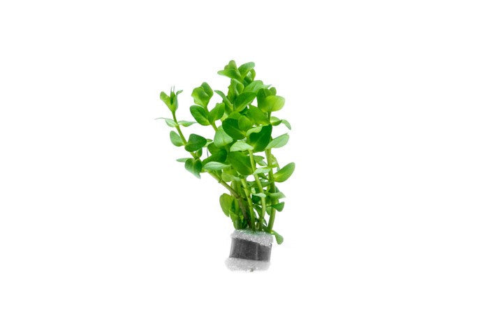 Red Bacopa Caroliniana aquatic plant from ACW with vibrant red stems and green leaves in a freshwater aquarium setting.