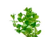 Red Bacopa Caroliniana aquatic plant from ACW showing vibrant red stems and green leaves, ideal for freshwater aquariums.