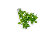 Red Bacopa Caroliniana aquatic plant from ACW, with vibrant green and red stems, ideal for freshwater aquariums.