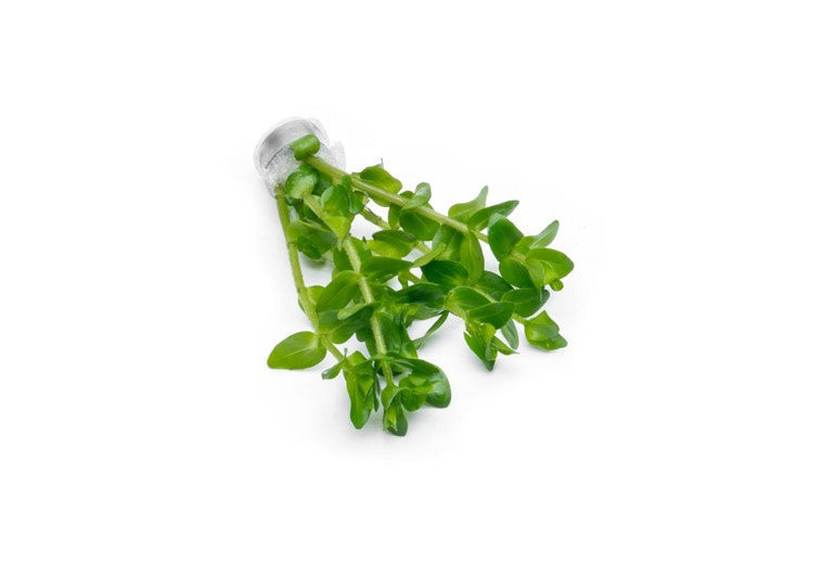 Red Bacopa Caroliniana aquatic plant from ACW, with vibrant green and red stems, ideal for freshwater aquariums.