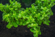 Bacopa Monnieri Aquatic Plant - Buce Plant