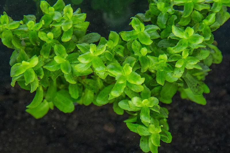 Bacopa Monnieri Aquatic Plant - Buce Plant