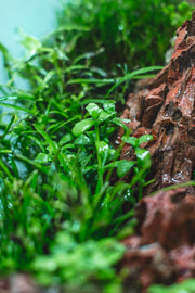 Bacopa Monnieri Aquatic Plant - Buce Plant