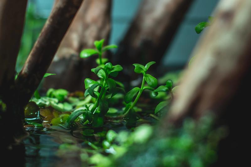Bacopa Monnieri Aquatic Plant - Buce Plant