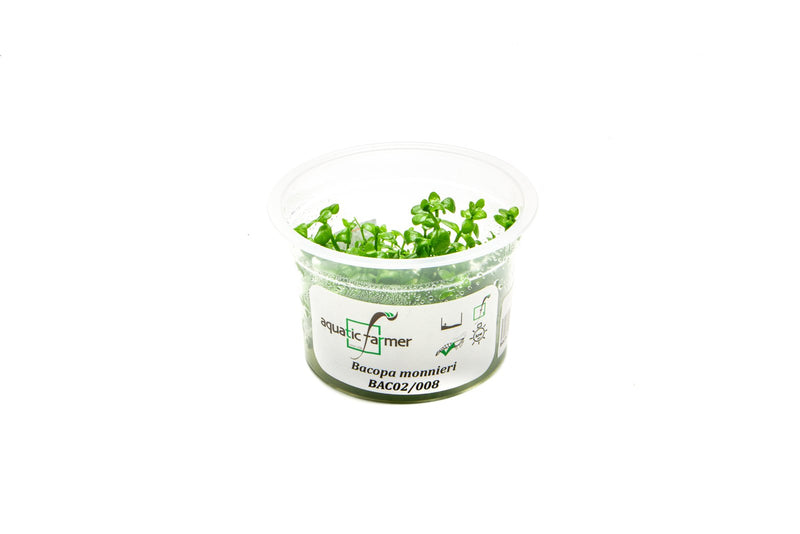 Bacopa Monnieri Aquatic Farmer Tissue Culture Aquatic Plant - Buce Plant
