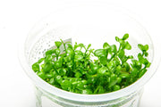 Bacopa Monnieri Aquatic Farmer Tissue Culture Aquatic Plant - Buce Plant