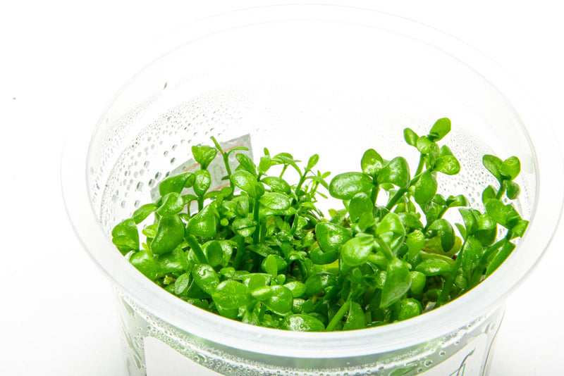 Bacopa Monnieri Aquatic Farmer Tissue Culture Aquatic Plant - Buce Plant