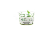 Bacopa Monnieri Aquatic Farmer Tissue Culture Aquatic Plant - Buce Plant