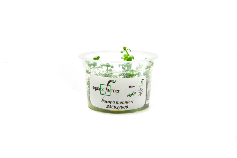 Bacopa Monnieri Aquatic Farmer Tissue Culture Aquatic Plant - Buce Plant