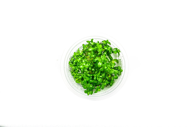 Bacopa Monnieri Aquatic Farmer Tissue Culture Aquatic Plant - Buce Plant