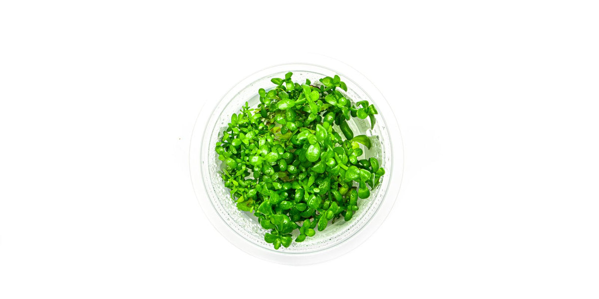 Bacopa Monnieri Aquatic Farmer Tissue Culture Aquarium Plant — Buce Plant