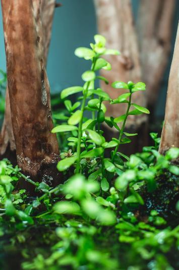 Bacopa Monnieri Aquatic Farmer Tissue Culture Aquatic Plant - Buce Plant