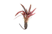 Bright green Barclaya Longifolia aquatic plant from ACW with delicate, leafy stems ideal for freshwater aquariums.