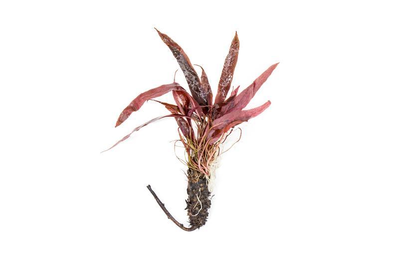 Bright green Barclaya Longifolia aquatic plant from ACW with delicate, leafy stems ideal for freshwater aquariums.
