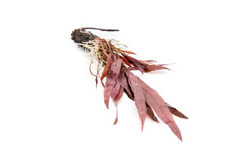 Aquatic plant Barclaya Longifolia from ACW, showcasing vibrant green leaves and delicate stems in an aquatic environment.