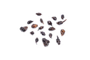 Healthy Barclaya Longifolia aquatic plant from ACW with vibrant green leaves, ideal for freshwater aquarium decoration.