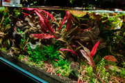 Aquatic plant Barclaya Longifolia by ACW with vibrant green leaves suitable for freshwater aquariums.