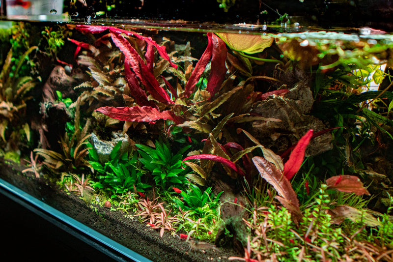 Aquatic plant Barclaya Longifolia by ACW with vibrant green leaves suitable for freshwater aquariums.