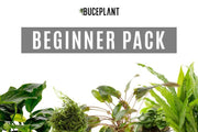 A collection of aquatic plants from ACW's Beginner Plant Pack, showcasing various green aquatic plants for freshwater aquariums.