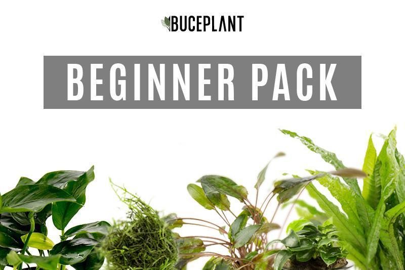 A collection of aquatic plants from ACW's Beginner Plant Pack, showcasing various green aquatic plants for freshwater aquariums.
